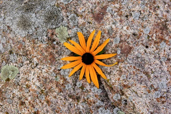 Flor Amarela Com Centro Escuro Uma Pedra Natural Fundo Pedra — Fotografia de Stock
