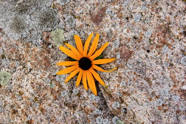 Flor Amarela Com Centro Escuro Uma Pedra Natural Fundo Pedra — Fotografia de Stock