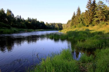 Arka planda yeşil orman ve mavi gökyüzü ile çevrili Gauja nehri, Letonya. Yaz boyunca Gauja nehri manzarası, Strenci yakınlarında.