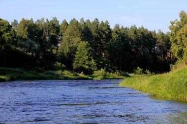 Arka planda yeşil orman ve mavi gökyüzü ile çevrili Gauja nehri, Letonya. Yaz boyunca Gauja nehri manzarası, Strenci yakınlarında.