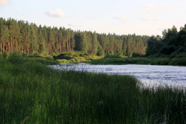 Arka planda yeşil orman ve mavi gökyüzü ile çevrili Gauja nehri, Letonya. Yaz boyunca Gauja nehri manzarası, Strenci yakınlarında.