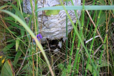 Yaz boyunca çayırda büyük eşekarıları yuva yapar. Eşekarısı (Vespinae) kağıt yuva yapar.