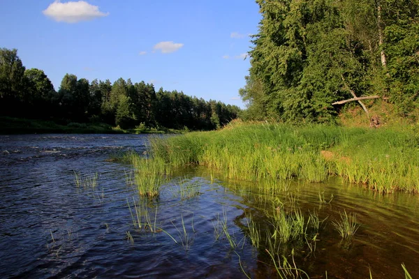 Řeka Gauja Obklopena Zeleným Lesem Modrou Oblohou Pozadí Lotyšsko Pohled — Stock fotografie