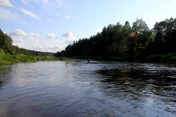 Gauja Flod Omgiven Grön Skog Och Blå Himmel Bakgrunden Lettland — Stockfoto