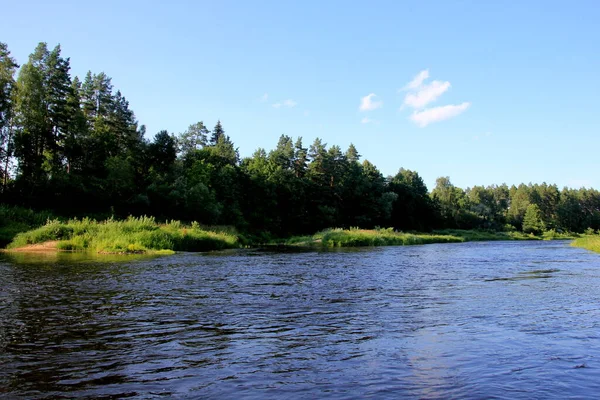 Rivière Gauja Entourée Une Forêt Verte Ciel Bleu Arrière Plan — Photo