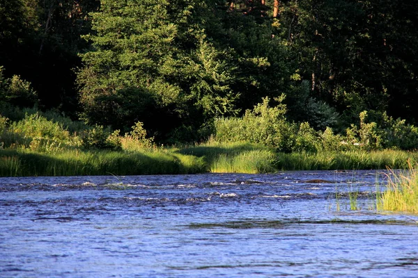 Řeka Gauja Obklopena Zeleným Lesem Modrou Oblohou Pozadí Lotyšsko Pohled — Stock fotografie