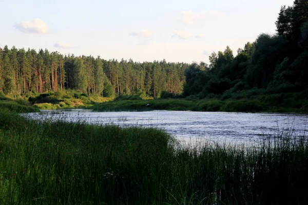 Rzeka Gauja Otoczona Zielonym Lasem Błękitnym Niebem Tle Łotwa Widok — Zdjęcie stockowe