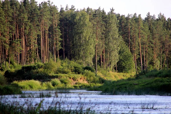 Řeka Gauja Obklopena Zeleným Lesem Modrou Oblohou Pozadí Lotyšsko Pohled — Stock fotografie