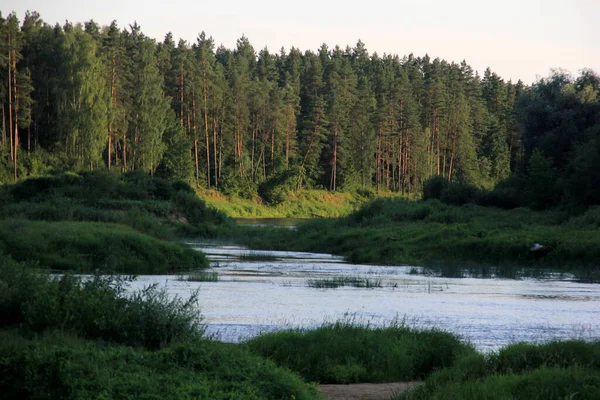 Řeka Gauja Obklopena Zeleným Lesem Modrou Oblohou Pozadí Lotyšsko Pohled — Stock fotografie