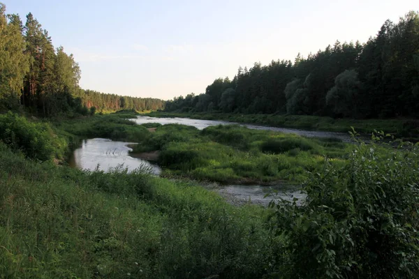 Река Гауя Окружена Зеленым Лесом Голубым Небом Заднем Плане Латвия — стоковое фото
