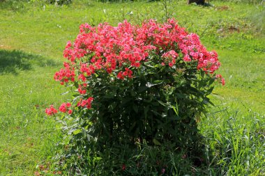 Evin yakınındaki bahçede kırmızı fenomen yetişiyor. Yaz Çiçeği Kırmızısı Phlox. Yaz bahçesinde açan mor kırmızı fenomen. 