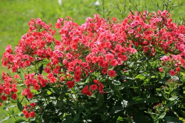 Evin yakınındaki bahçede kırmızı fenomen yetişiyor. Yaz Çiçeği Kırmızısı Phlox. Yaz bahçesinde açan mor kırmızı fenomen. 