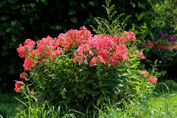 赤いPhloxは家の近くの庭で成長します 夏の開花クリムゾンレッドフロックス 夏の庭に咲く紫色の赤いフロックス — ストック写真