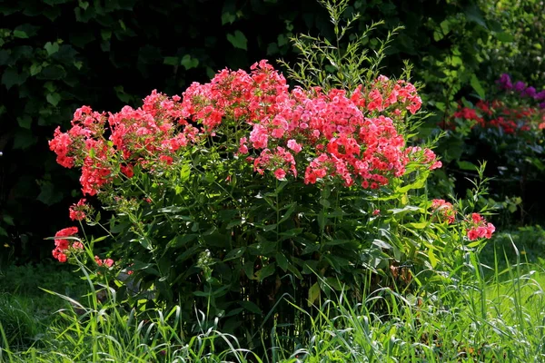 Κόκκινη Φλέβα Φυτρώνει Στον Κήπο Κοντά Στο Σπίτι Θερινή Ανθισμένη — Φωτογραφία Αρχείου