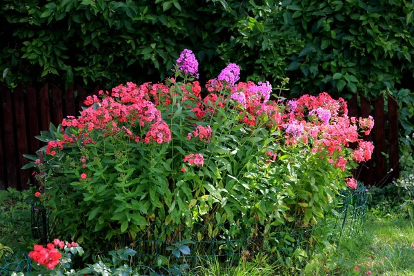 Red Phlox Grows Garden House Summer Flowering Crimson Red Phlox — Stock Photo, Image