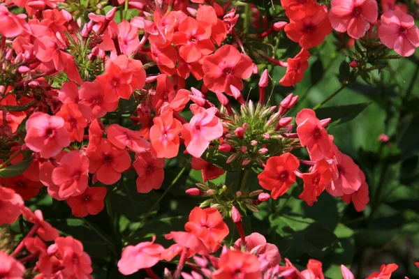 Phlox Rosso Cresce Nel Giardino Vicino Alla Casa Summer Flowering — Foto Stock