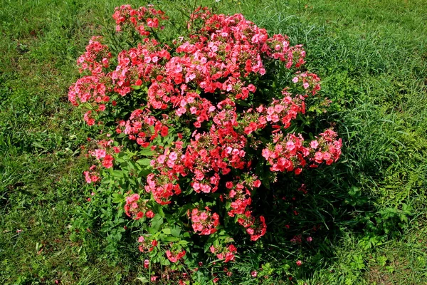 Rode Phlox Groeit Tuin Bij Het Huis Zomer Bloeiende Crimson — Stockfoto