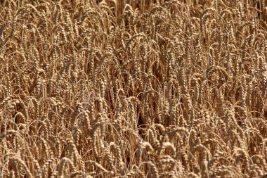Buğday tarlası. Yazın hasat için hazır. Tahıl tarlası hasat için hazır. Rüzgâr buğday kafalar tarafından parçalanmış.