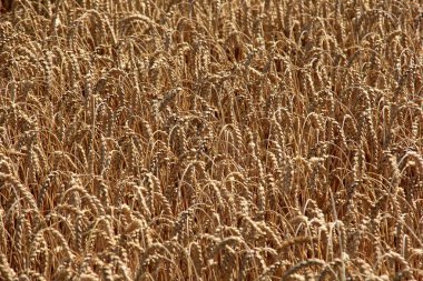 Buğday tarlası. Yazın hasat için hazır. Tahıl tarlası hasat için hazır. Rüzgâr buğday kafalar tarafından parçalanmış.