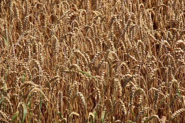 여름에 수확할 준비가 곡식을 떨어뜨려서 수확할 수있는 — 스톡 사진