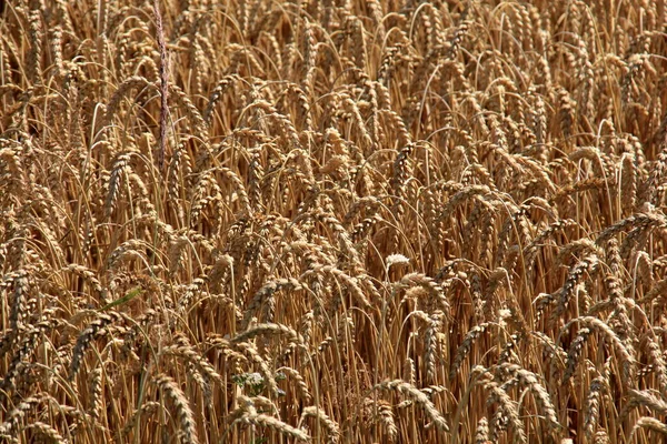 Campo Trigo Campo Trigo Verão Pronto Para Ser Colhido Campo — Fotografia de Stock