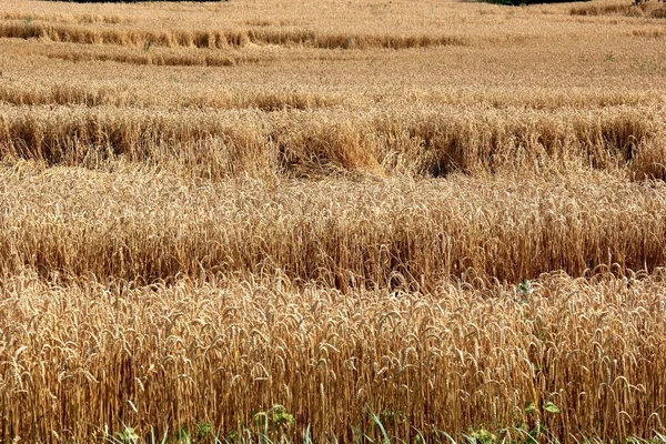 Vetefält Vetefält Sommaren Redo Att Skördas Spannmål Fält Redo För — Stockfoto