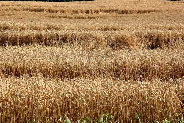 Buğday Tarlası Yazın Hasat Için Hazır Tahıl Tarlası Hasat Için — Stok fotoğraf