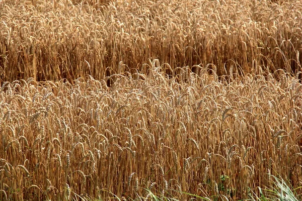 コムギ畑夏に収穫する準備ができているコムギ畑 落ちた状態での収穫のための穀物畑は 小麦の頭によって壊されます — ストック写真