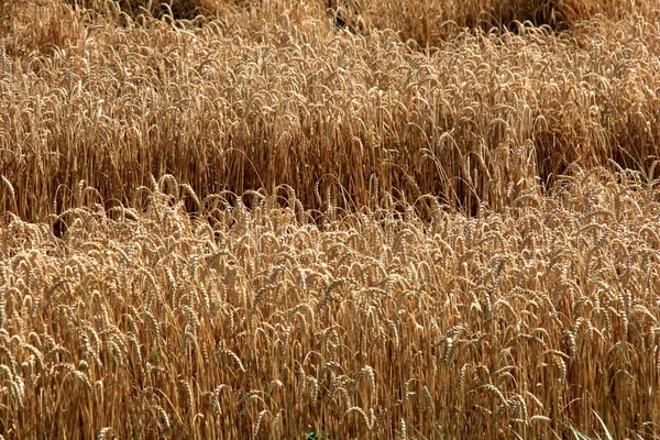 Pšeničné Pole Pšeničné Pole Létě Připraveno Sklizni Obilné Pole Připravené — Stock fotografie
