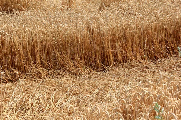 コムギ畑夏に収穫する準備ができているコムギ畑 落ちた状態での収穫のための穀物畑は 小麦の頭によって壊されます — ストック写真