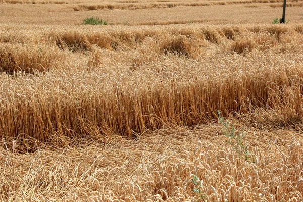 여름에 수확할 준비가 곡식을 떨어뜨려서 수확할 수있는 — 스톡 사진