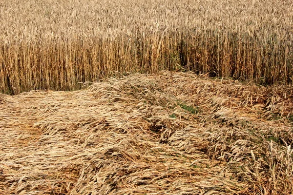 Пшеничное Поле Пшеничное Поле Летом Готово Уборке Зерновые Поля Готовы — стоковое фото