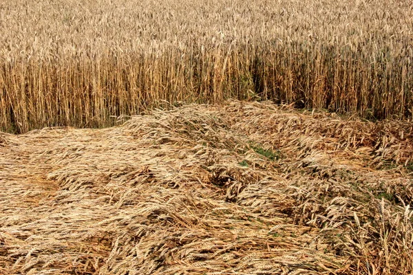 Campo Trigo Campo Trigo Verano Listo Para Ser Cosechado Campo —  Fotos de Stock