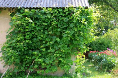 Ev bağında yeşil şarap üzümleri. Ağacın yaprakları arasında bir demet yeşil üzüm