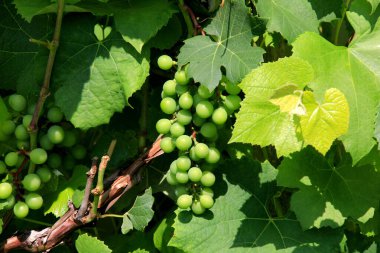Ev bağında yeşil şarap üzümleri. Ağacın yaprakları arasında bir demet yeşil üzüm