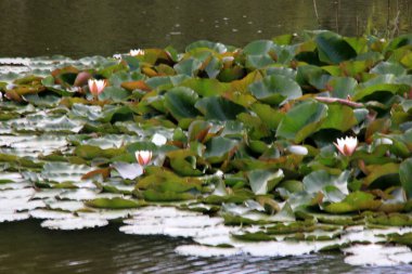 White water lilies on a pond. water lily lotus flower and leaves during summer 