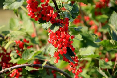 Branch of red currant in the garden.close-up of a red currant
