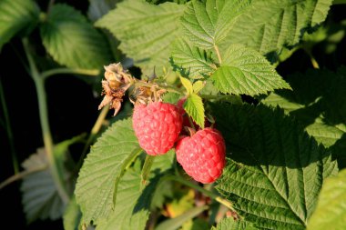 Ripe branch of raspberry on a bush in the garden during summer 