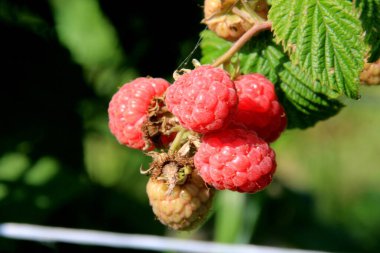 Ripe branch of raspberry on a bush in the garden during summer 