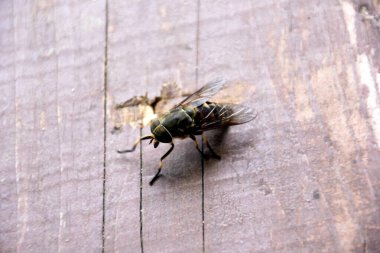 A hunting Narrow-winged Horsefly (Tabanus maculicornis) perching on a wooden plank. Giant Horse-fly (Tabanus bovinus)