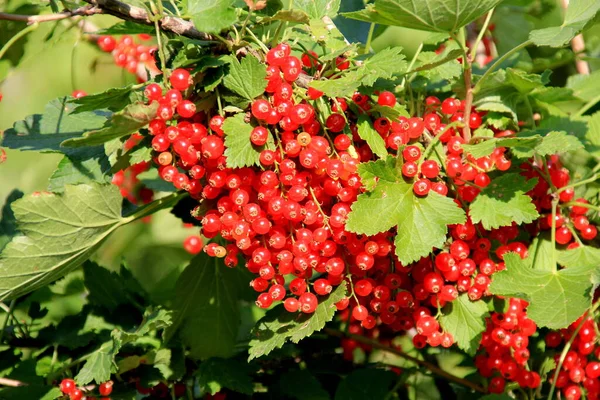 Branch Red Currant Garden Close Red Currant — Stock Photo, Image