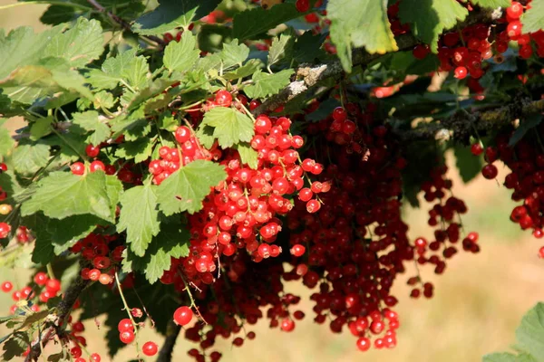 Branch Red Currant Garden Close Red Currant — Foto Stock