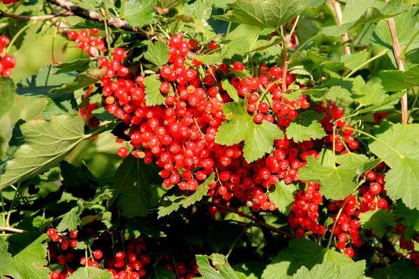 Branch Red Currant Garden Close Red Currant — Stock Photo, Image