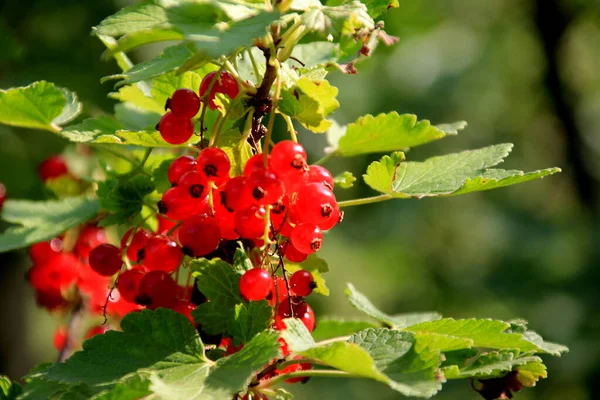 Branch Red Currant Garden Close Red Currant — Stock Photo, Image