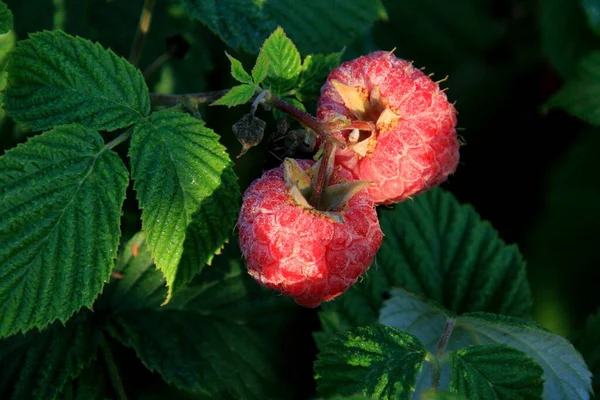 Ripe Branch Raspberry Bush Garden Summer — Φωτογραφία Αρχείου