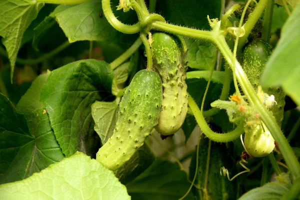 Young Green Cucumber Growth Greenhouse Green Cucumber Garden Close — Φωτογραφία Αρχείου