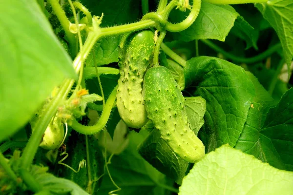 Young Green Cucumber Growth Greenhouse Green Cucumber Garden Close — Φωτογραφία Αρχείου