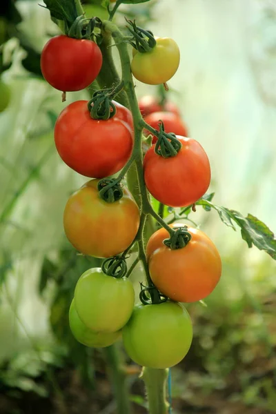 Hermosos Tomates Rojos Maduros Cultivados Invernadero Crecimiento Plantas Frescas Tomates — Foto de Stock