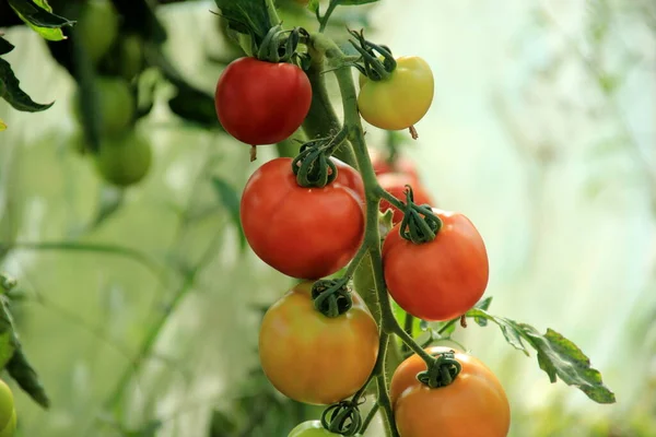 Schöne Rote Reife Tomaten Die Einem Gewächshaus Angebaut Werden Frische — Stockfoto