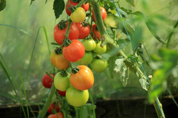 Mooie Rode Rijpe Tomaten Geteeld Een Kas Verse Rijpe Rode — Stockfoto